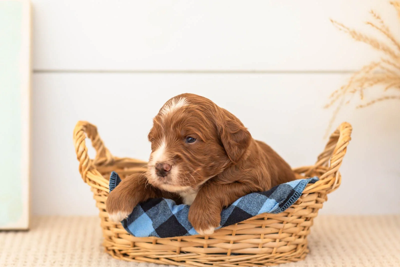 Barney goldendoodle for sale(3).jpg