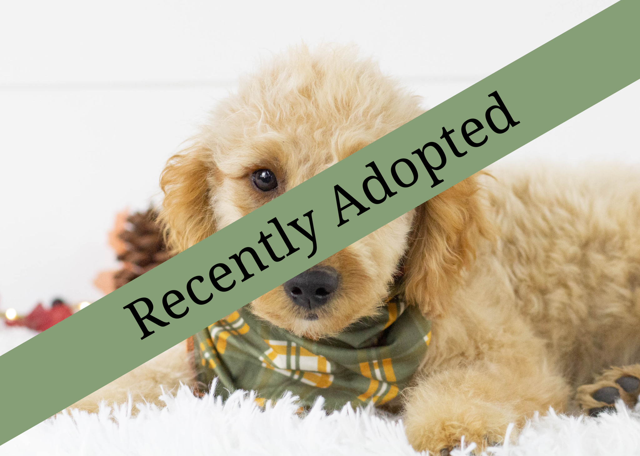 Goldendoodle for sale