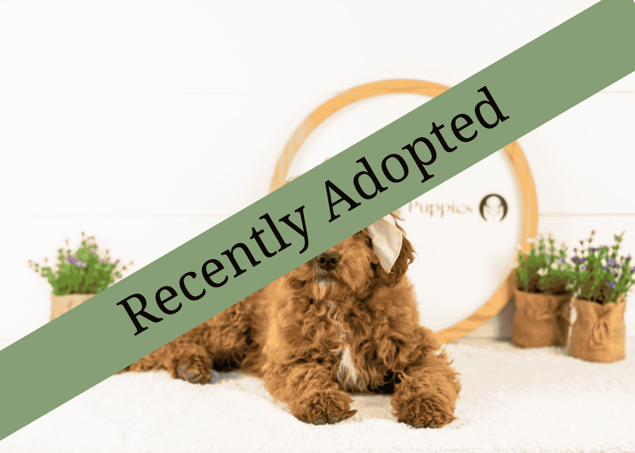 goldendoodle for sale