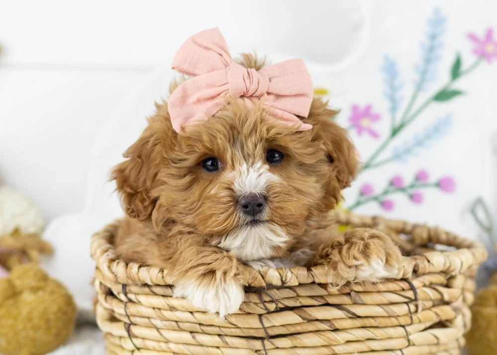 goldendoodle for sale