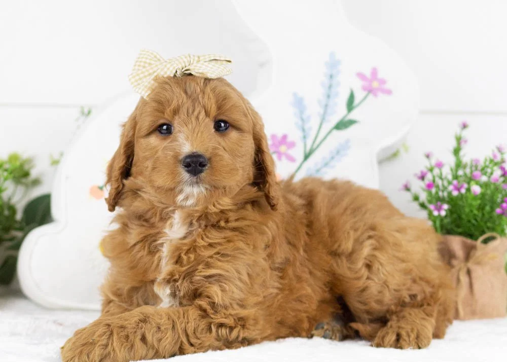 chai goldendoodle for sale(3).jpg