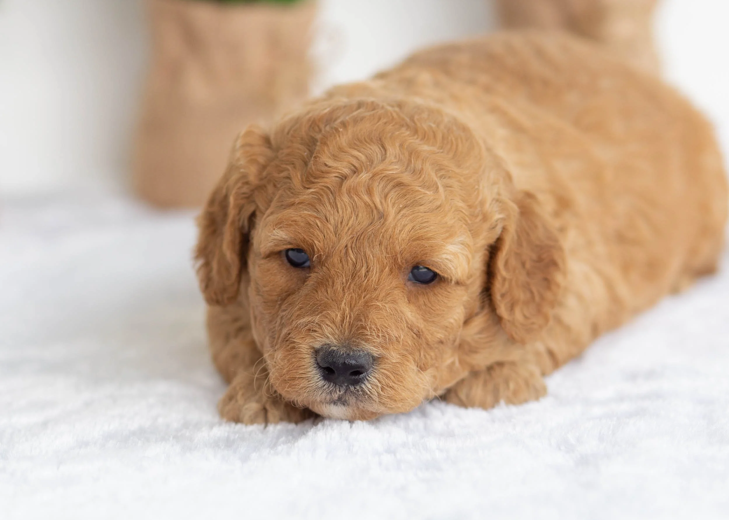 Frankie golden doodle for sale.jpg