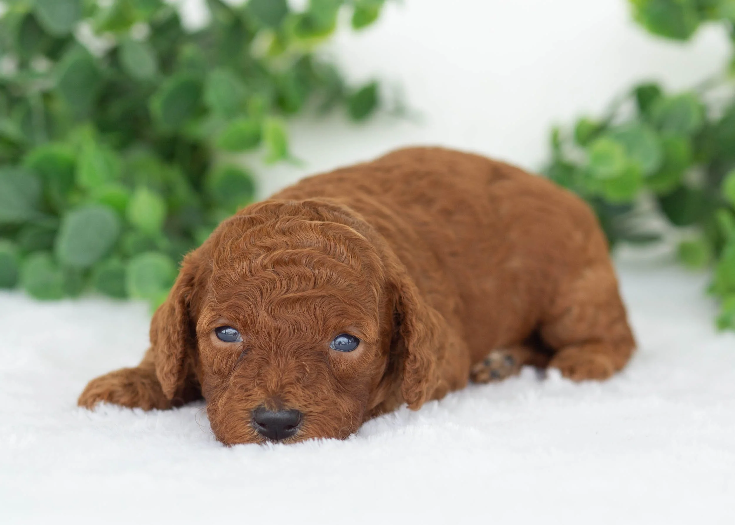 Evelyn goldendoodle for sale(1).jpg