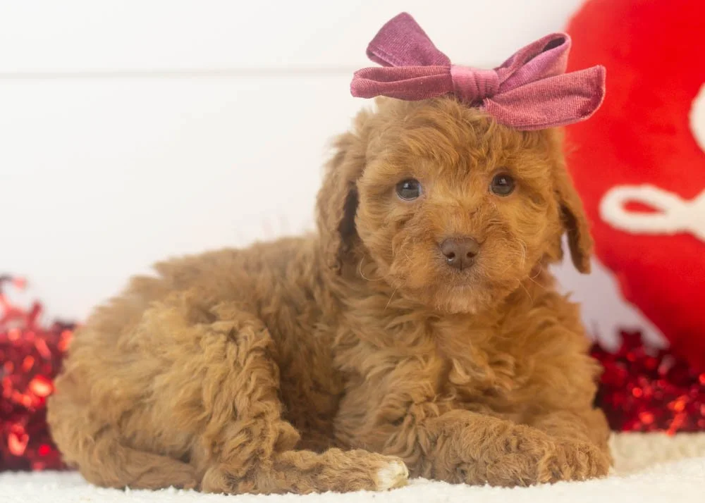 Doug 12-22-25 Virginia 2.76-3.jpg