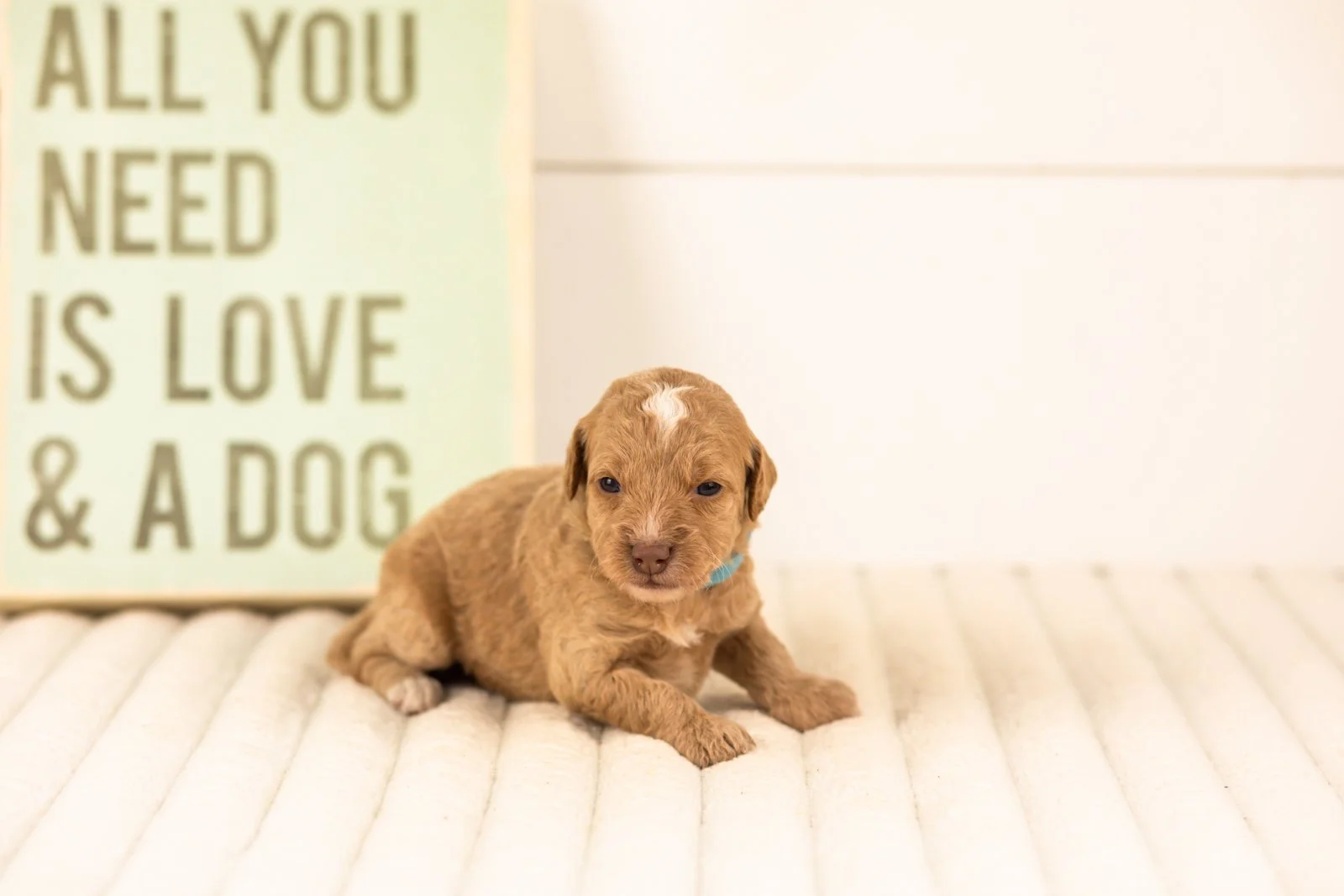 Scarlett goldendoodle for sale(2).jpg