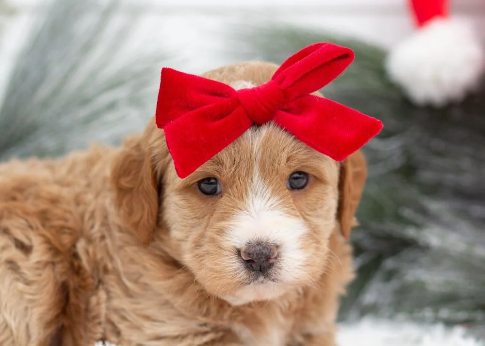 Cranberry goldendoodles for sale(1).jpg