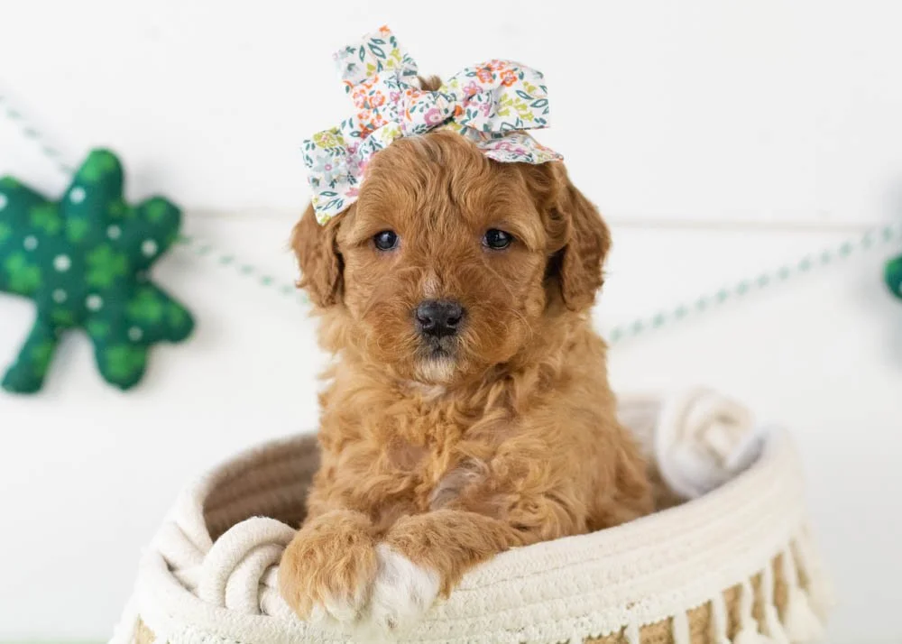 Barbara goldendoodle for sale.jpg
