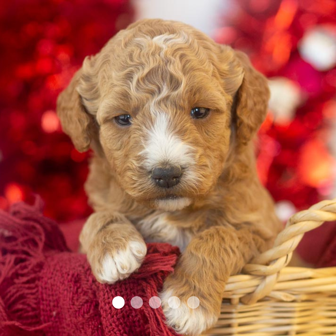 Copy of FBP Design.png