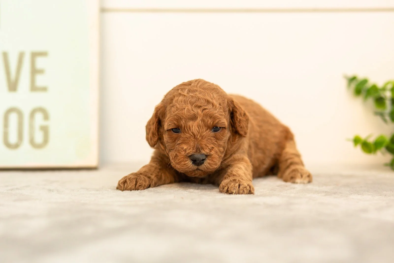 Sprout goldendoodle for sale.jpg