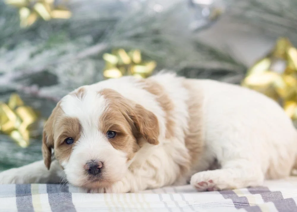 Annie goldendoodle for sale(3).jpg