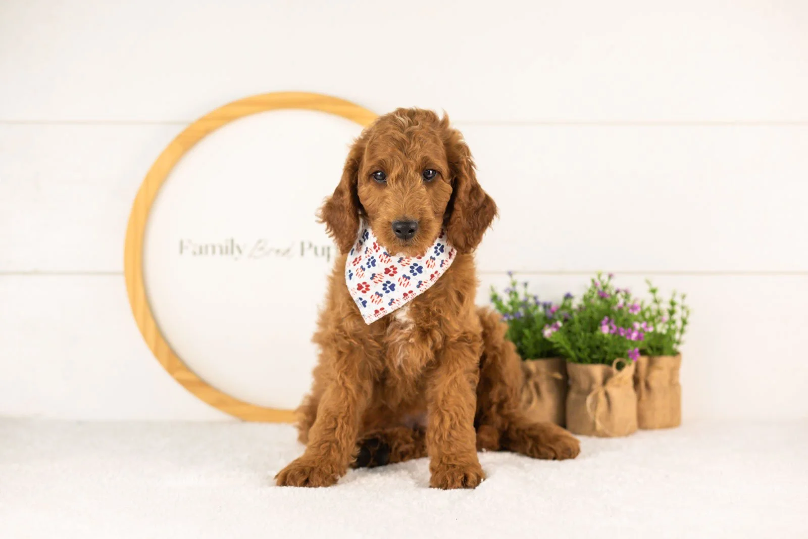 Zion goldendoodle for sale(1).jpg