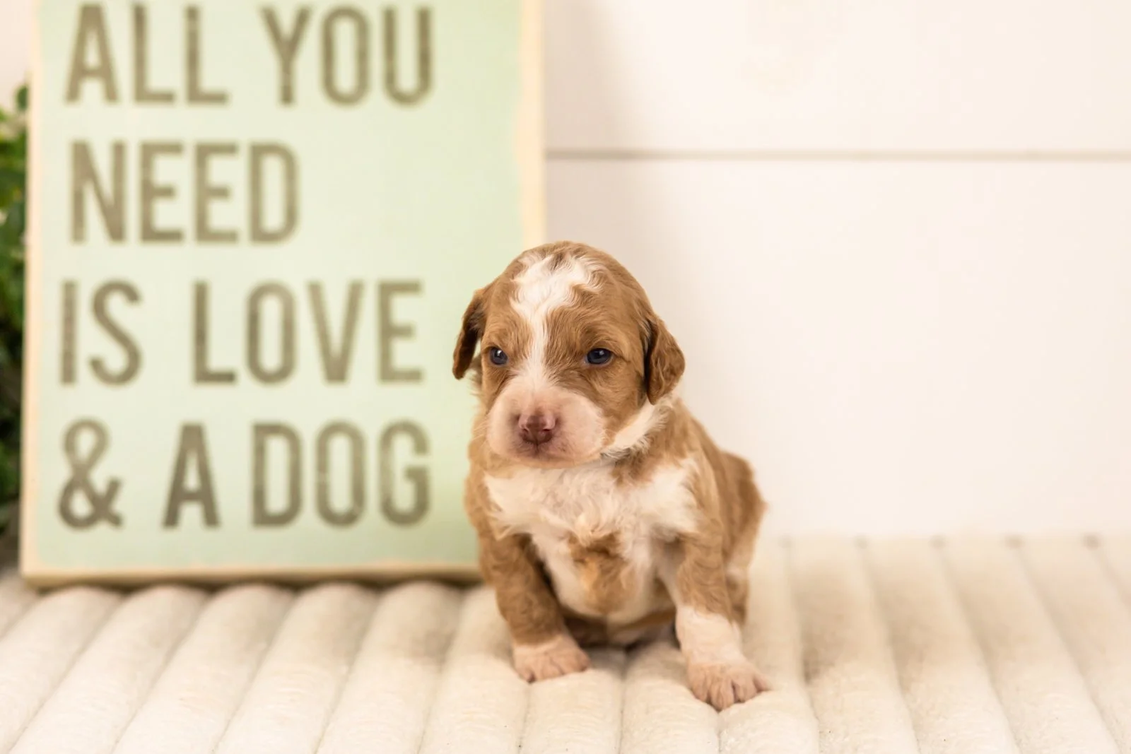 Wren goldendoodle for sale(1).jpg