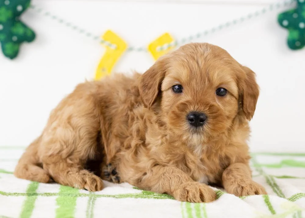 Douglas goldendoodle for sale(2).jpg