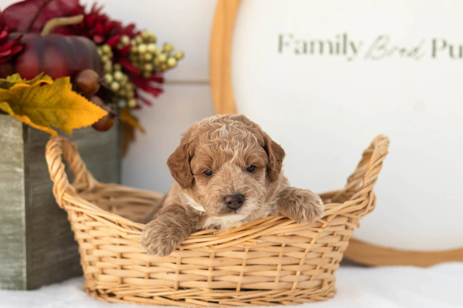 Fuji goldendoodle for sale(3).jpg