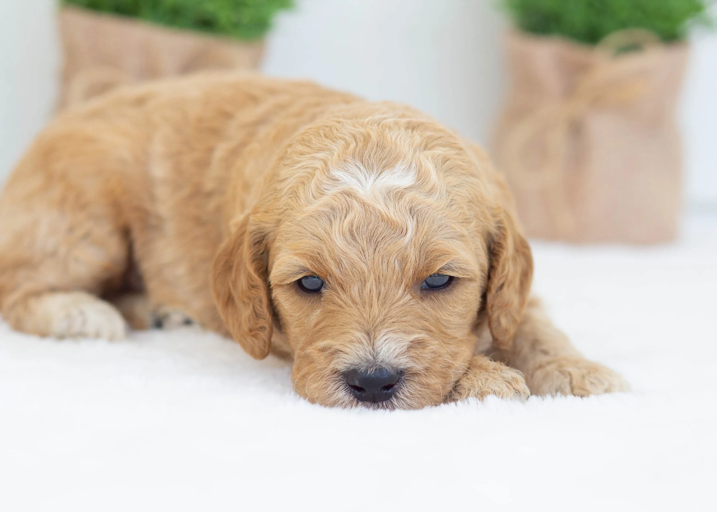 Par goldendoodle for sale6.jpg