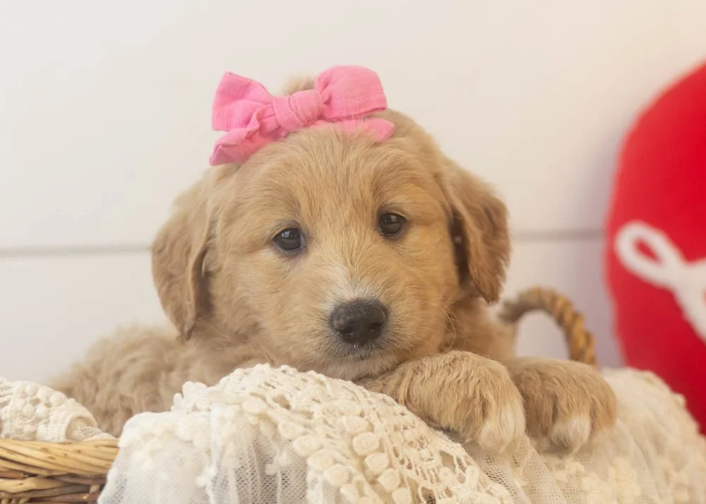Lolly goldendoodle for sale.jpg