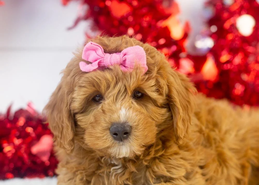 Bell goldendoodle for sale(1).jpg
