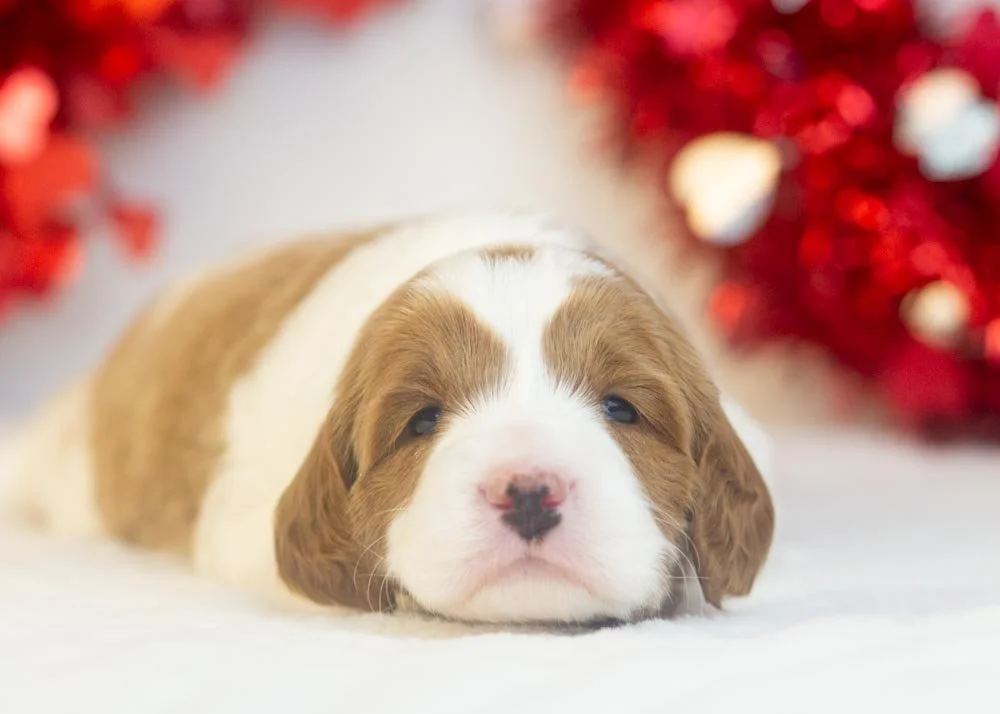 Woody goldendoodle for sale(2).jpg