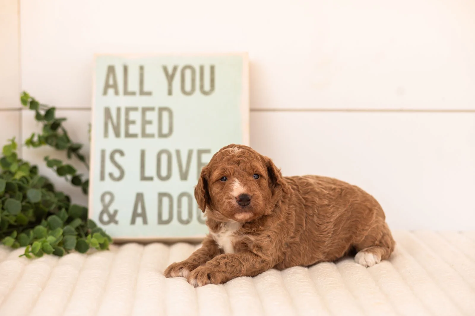 Guppy goldendoodle for sale.jpg