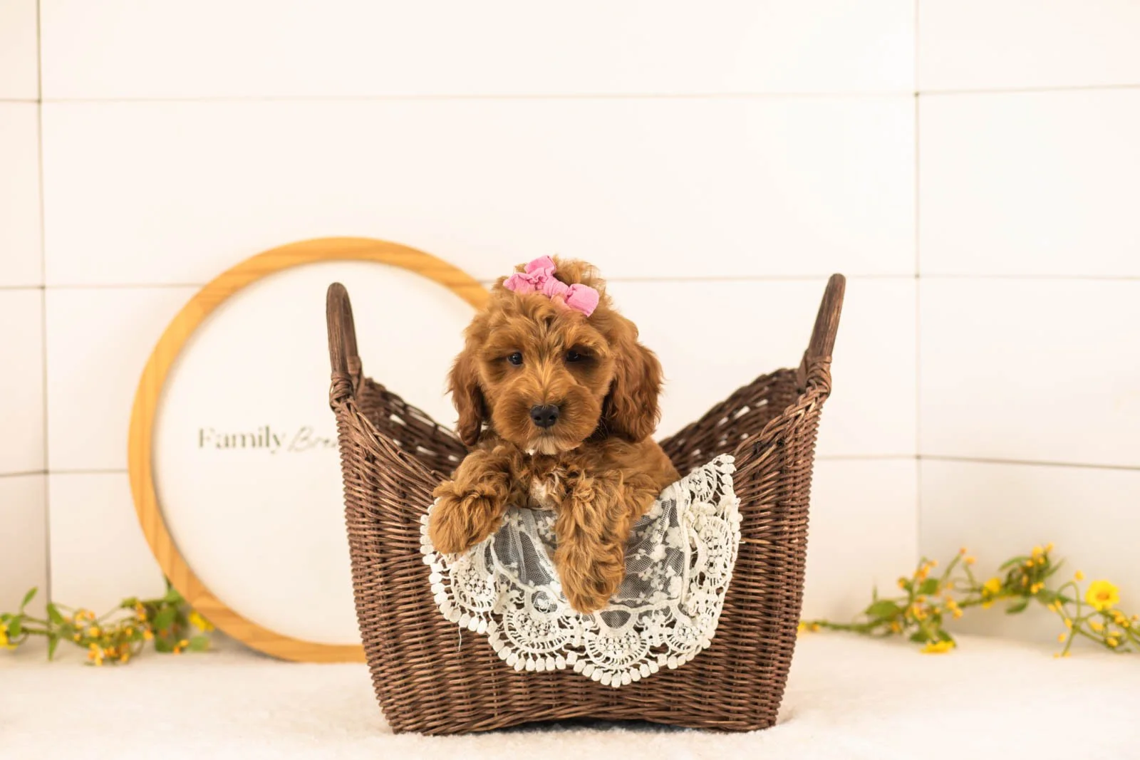 Angel goldendoodle for sale(4).jpg