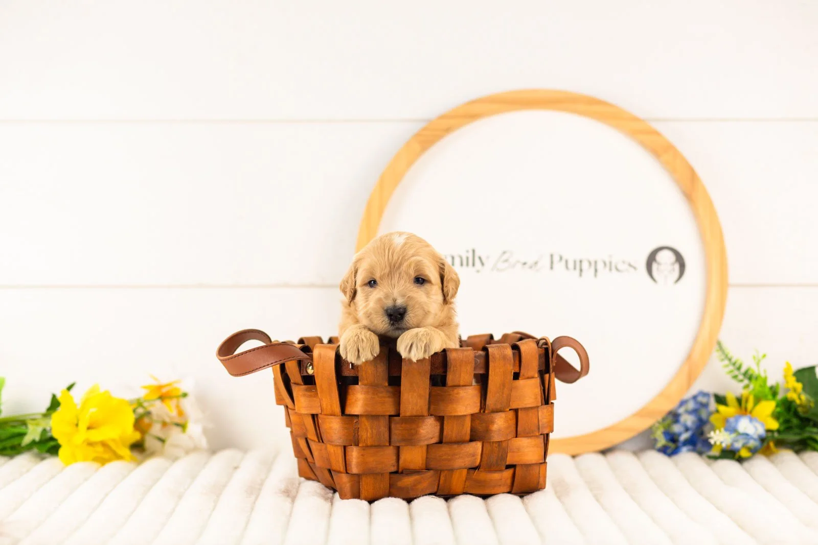 samwise goldendoodle for sale(4).jpg