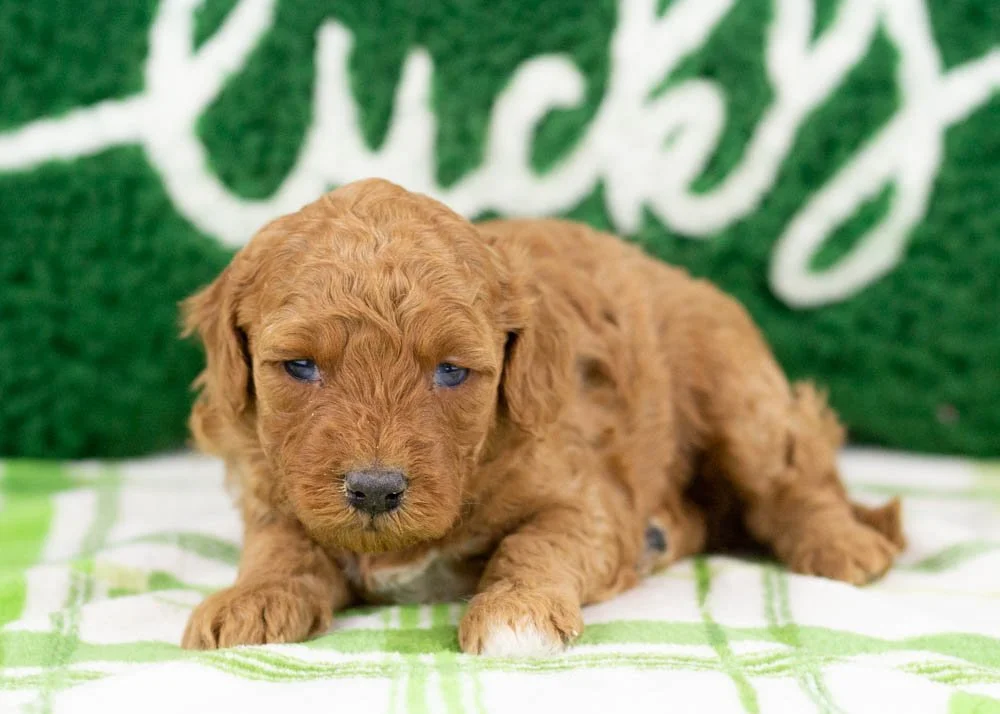 Blossom goldendoodle for sale(3).jpg