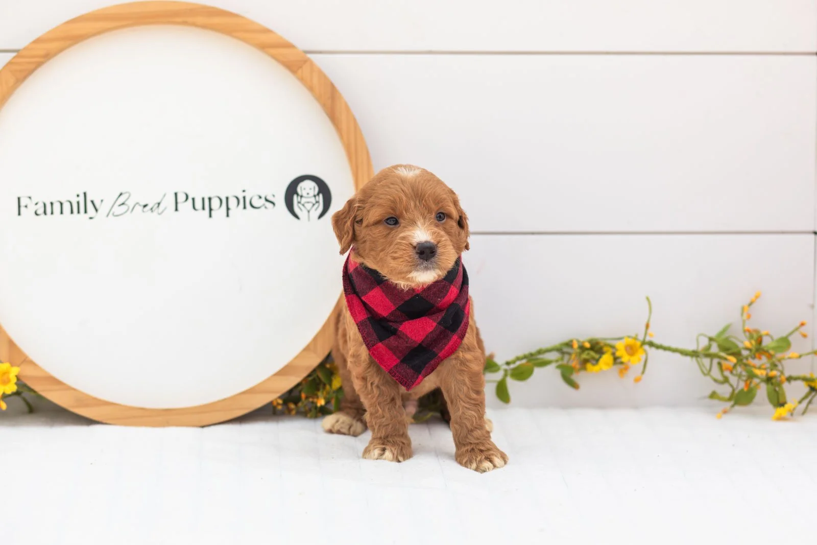 Hunter goldendoodle for sale.jpg