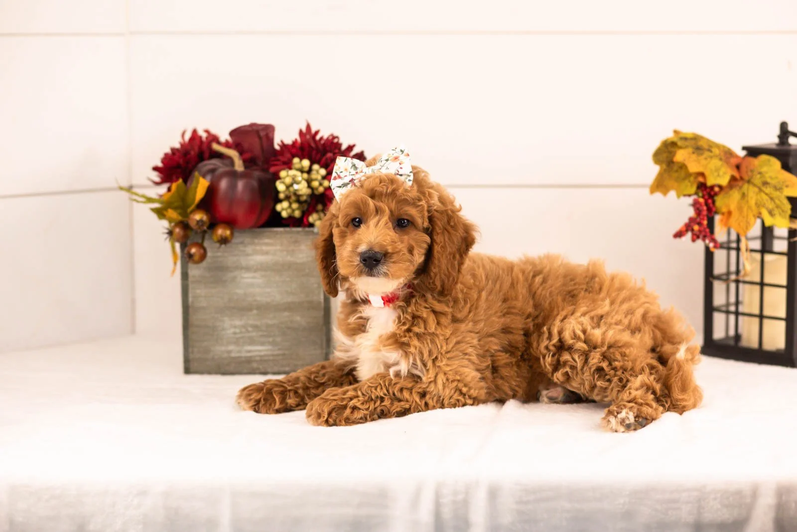 Flora goldendoodle for sale 1.jpg