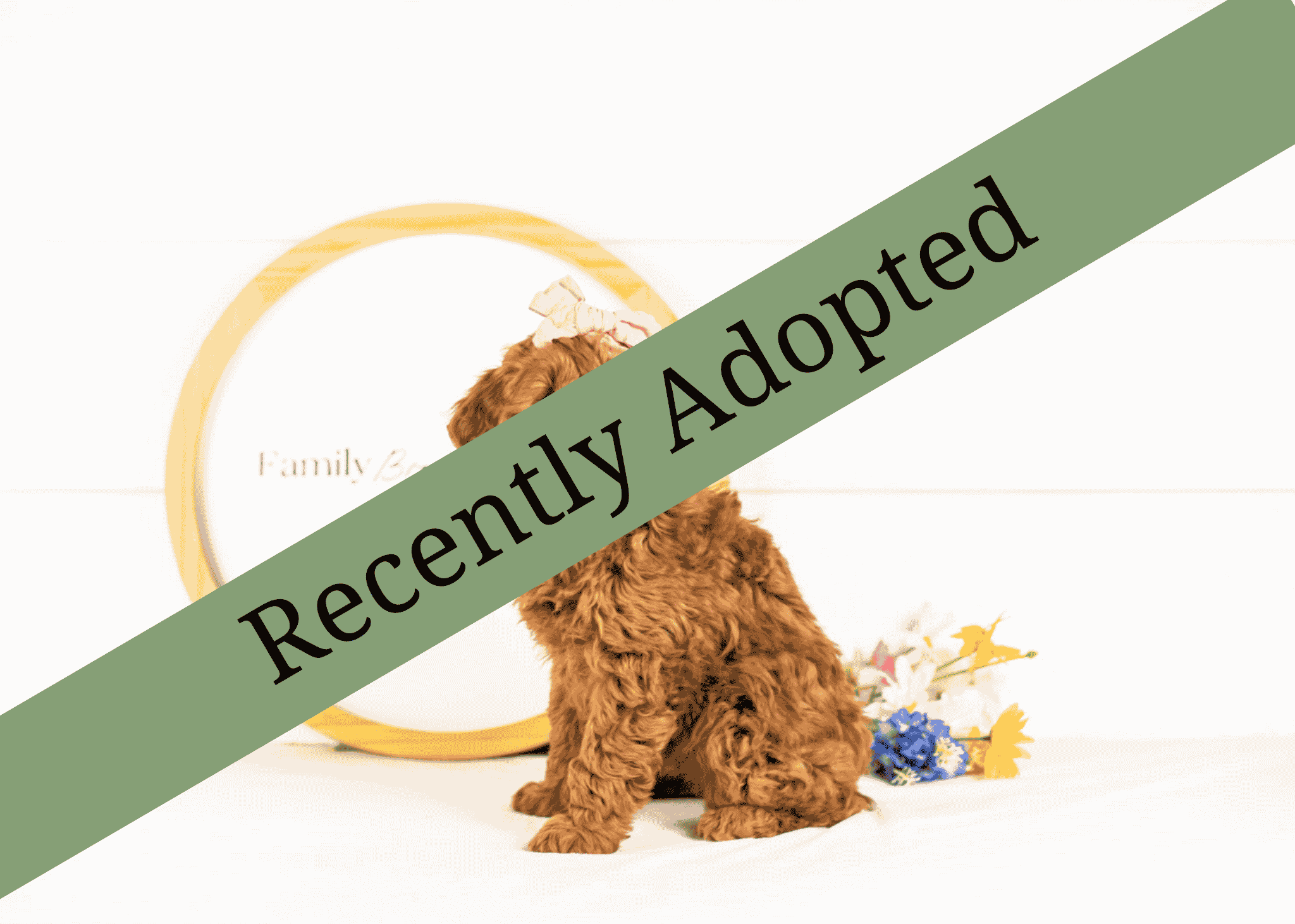 goldendoodle for sale