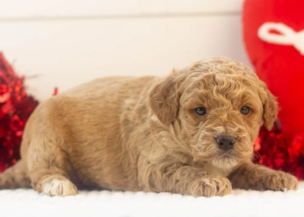 Frosty goldendoodle for sale(2).jpg
