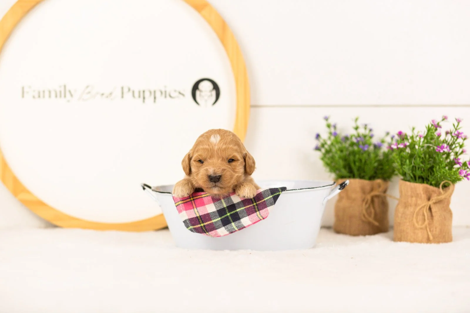 Sandy goldendoodle for sale(4).jpg