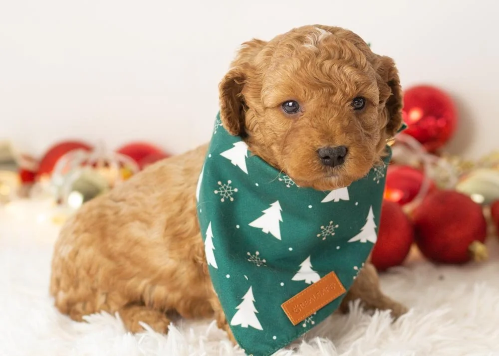 Alex goldendoodle for sale(2).jpg