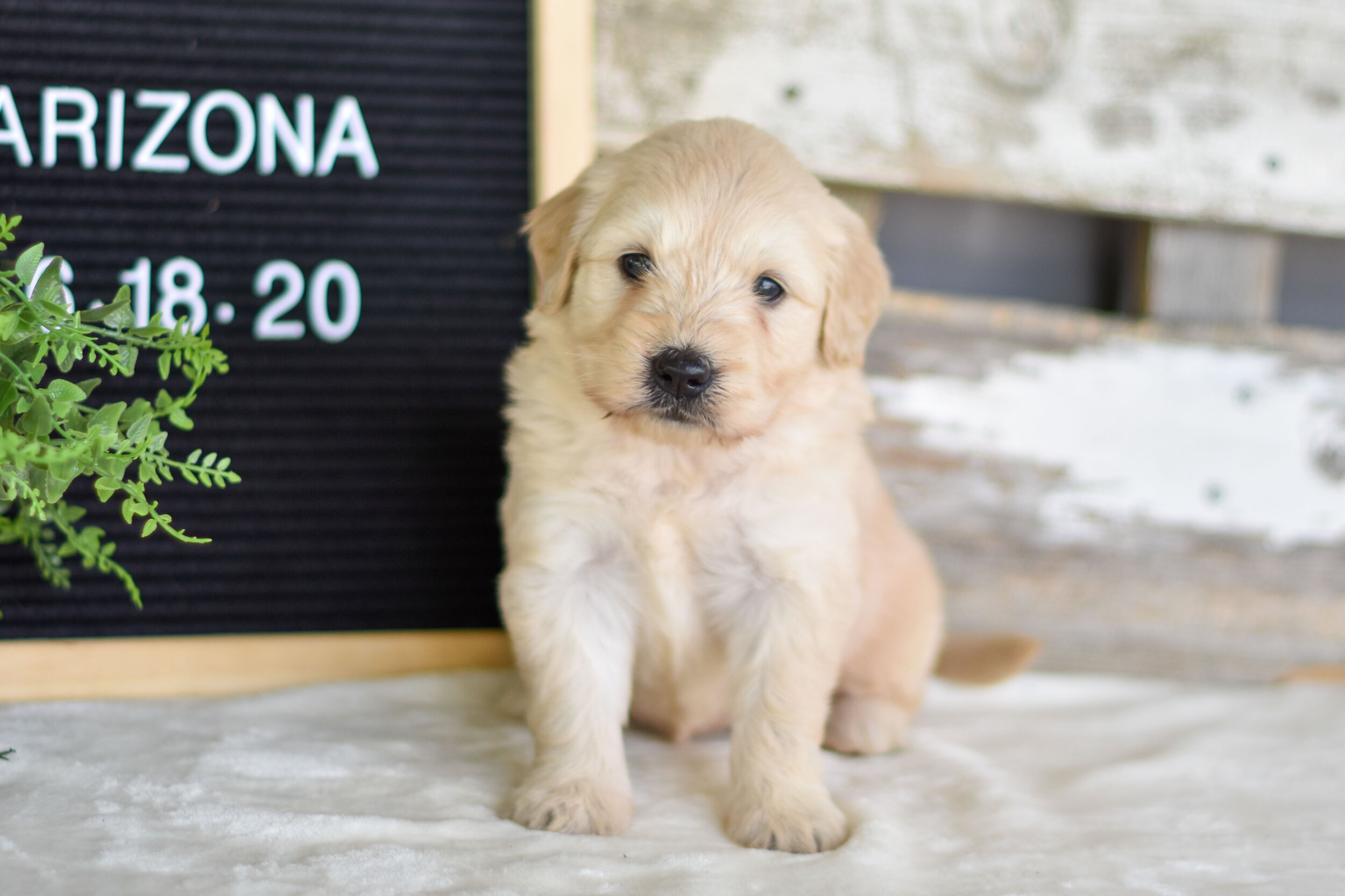 Golden Retrievers for Adoption — Family Bred Puppies