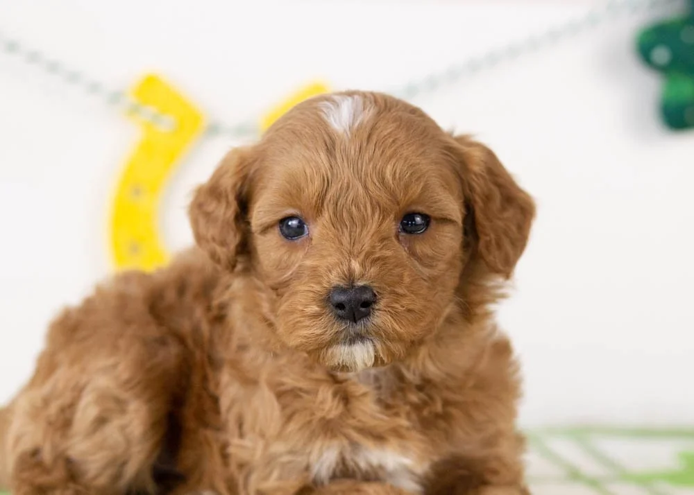 Keith goldendoodle for sale(3).jpg