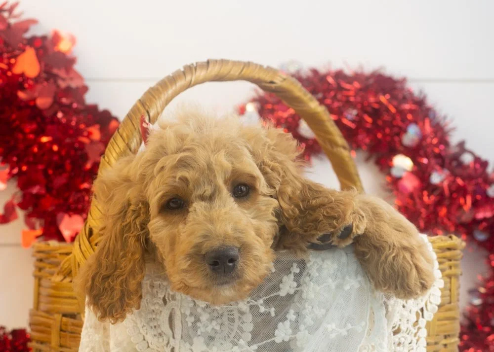 Buck goldendoodle for sale(4).jpg