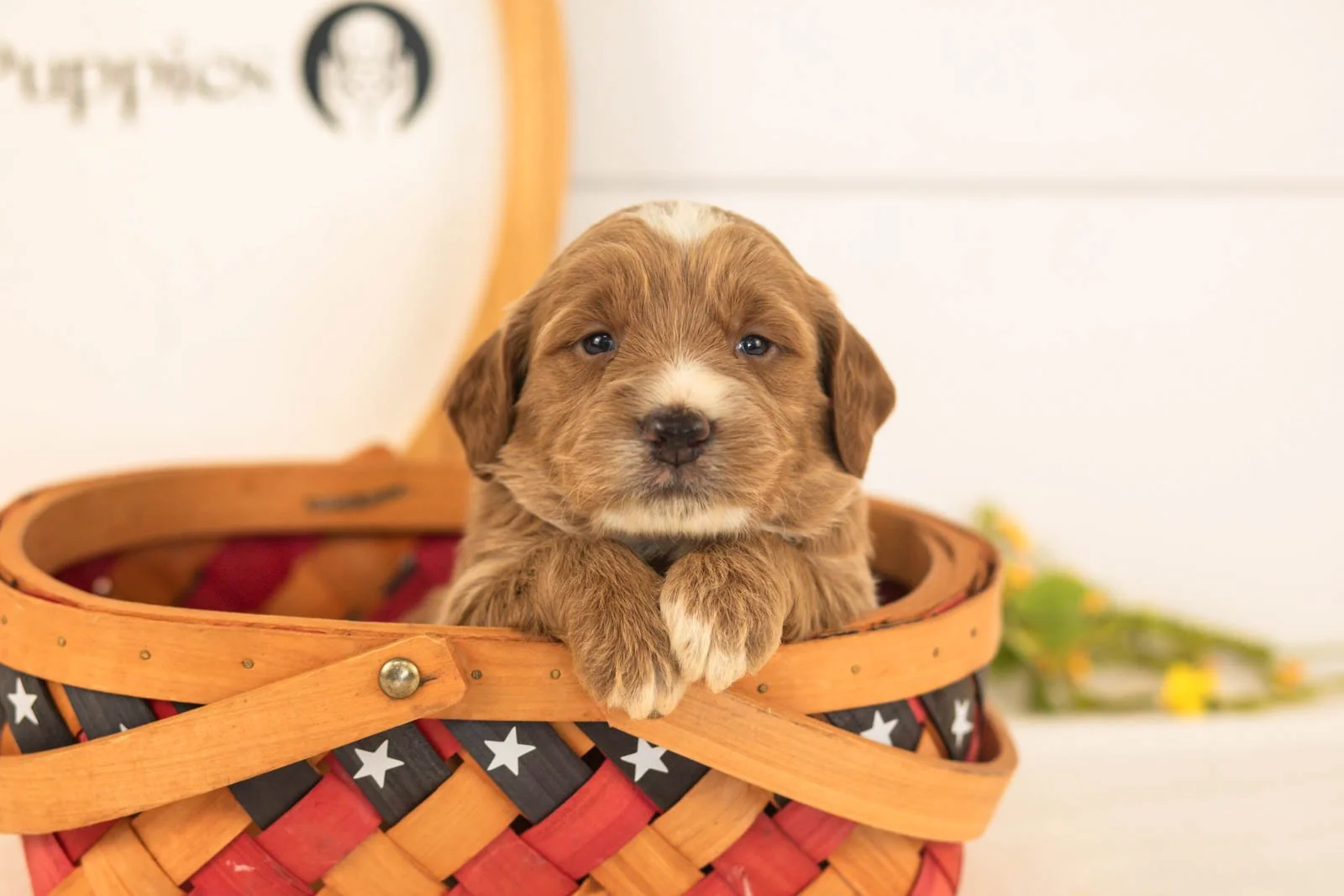 Bruno goldendoodle for sale(2).jpg