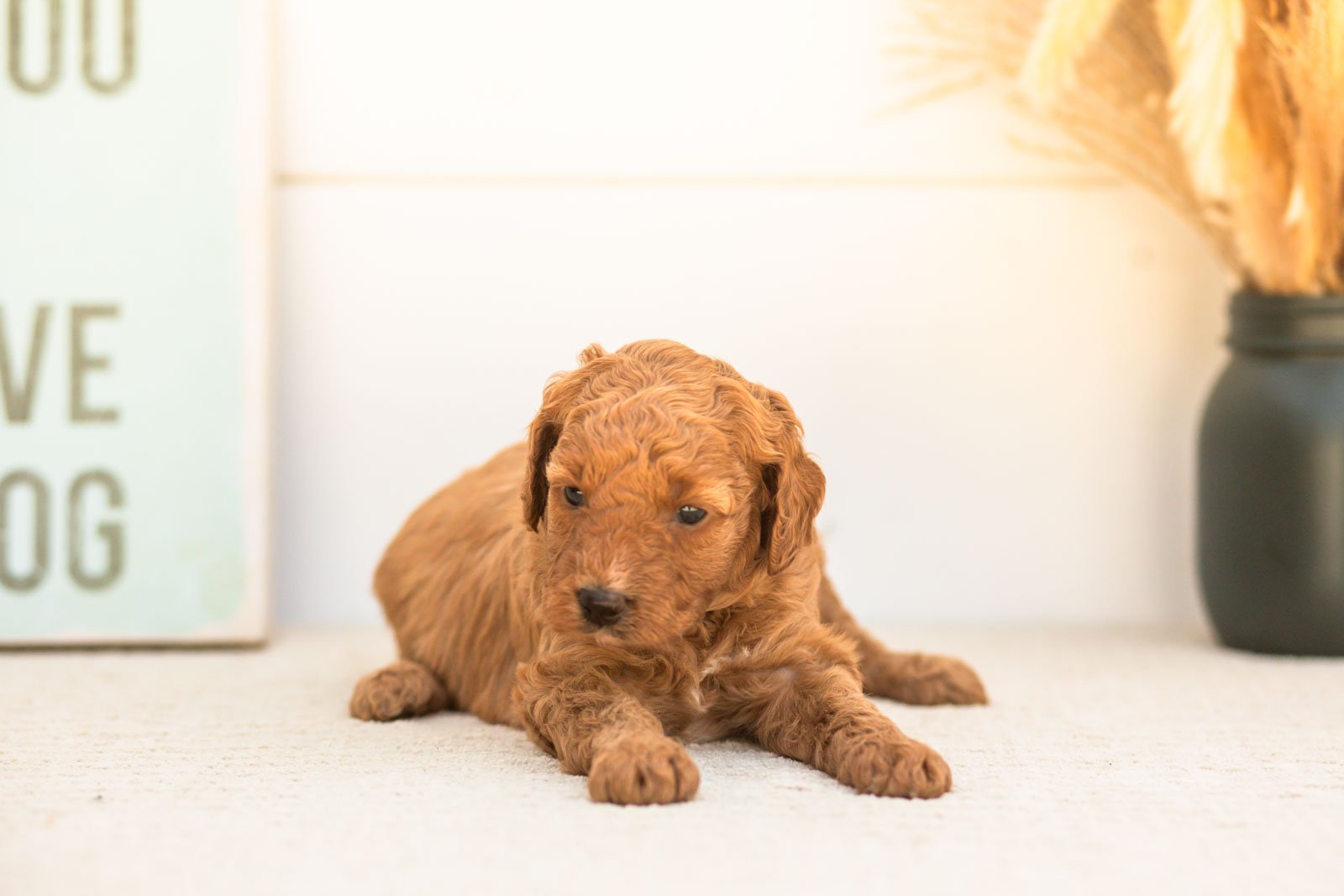 Glow goldendoodle for sale(2).jpg
