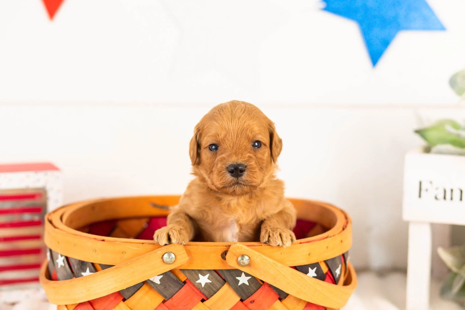 Bryce goldendoodle for sale(2).jpg