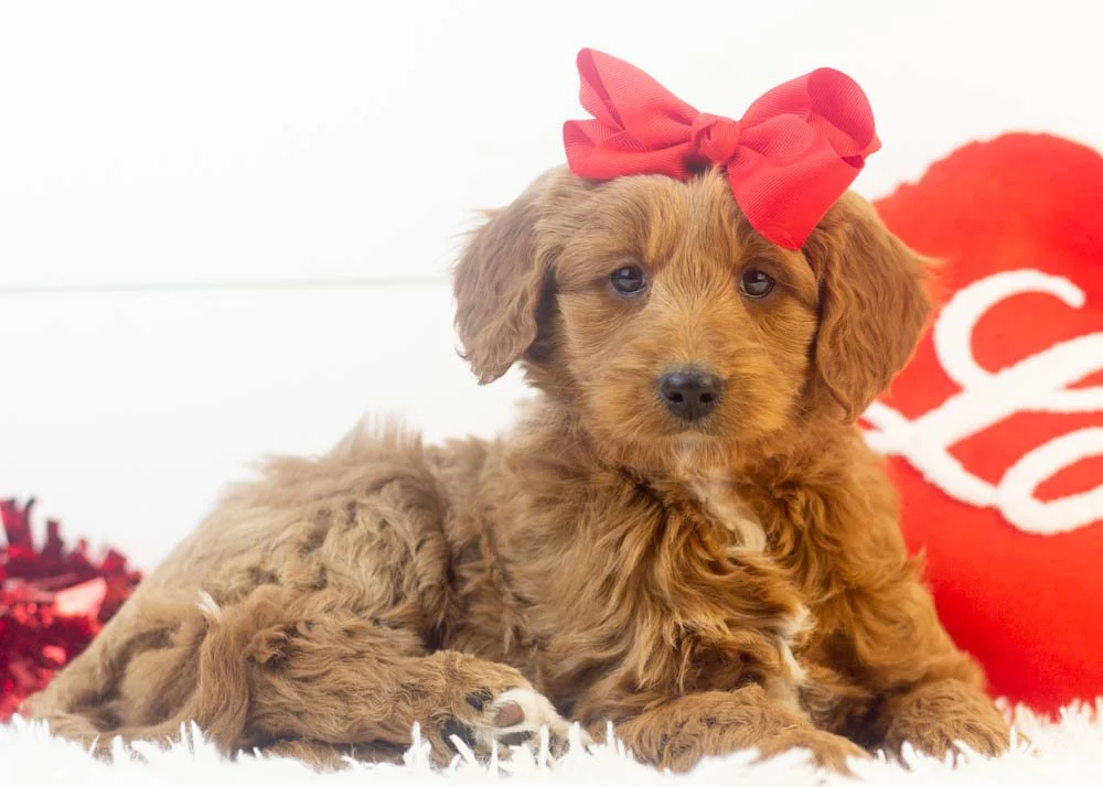 Mckenna goldendoodle for sale(3).jpg