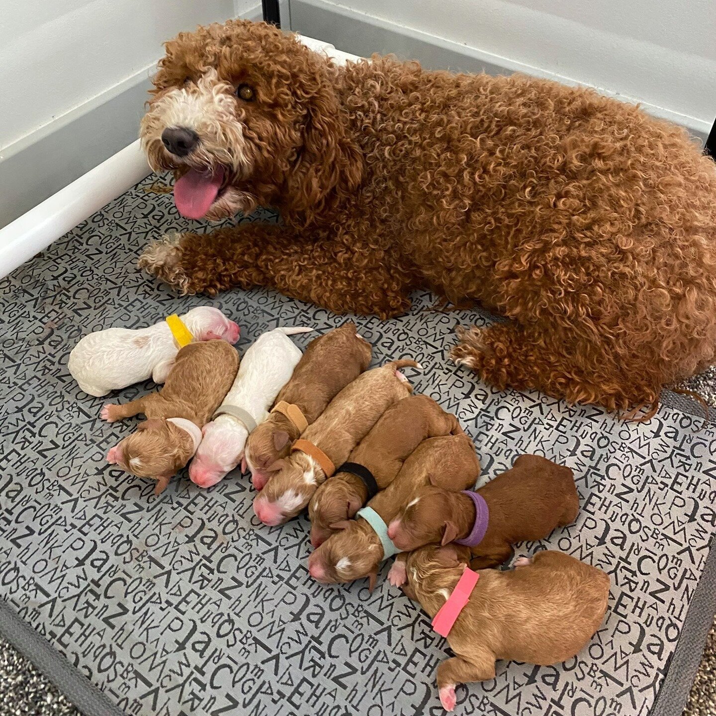 This amazing mama gave birth to 9 healthy puppies last night! We posted a few live videos while she was in labor if you want to see the process! ⠀
⠀
There are 5 males and 4 females! We will pick a winner for the $100 Chewy Gift Card out of the correc