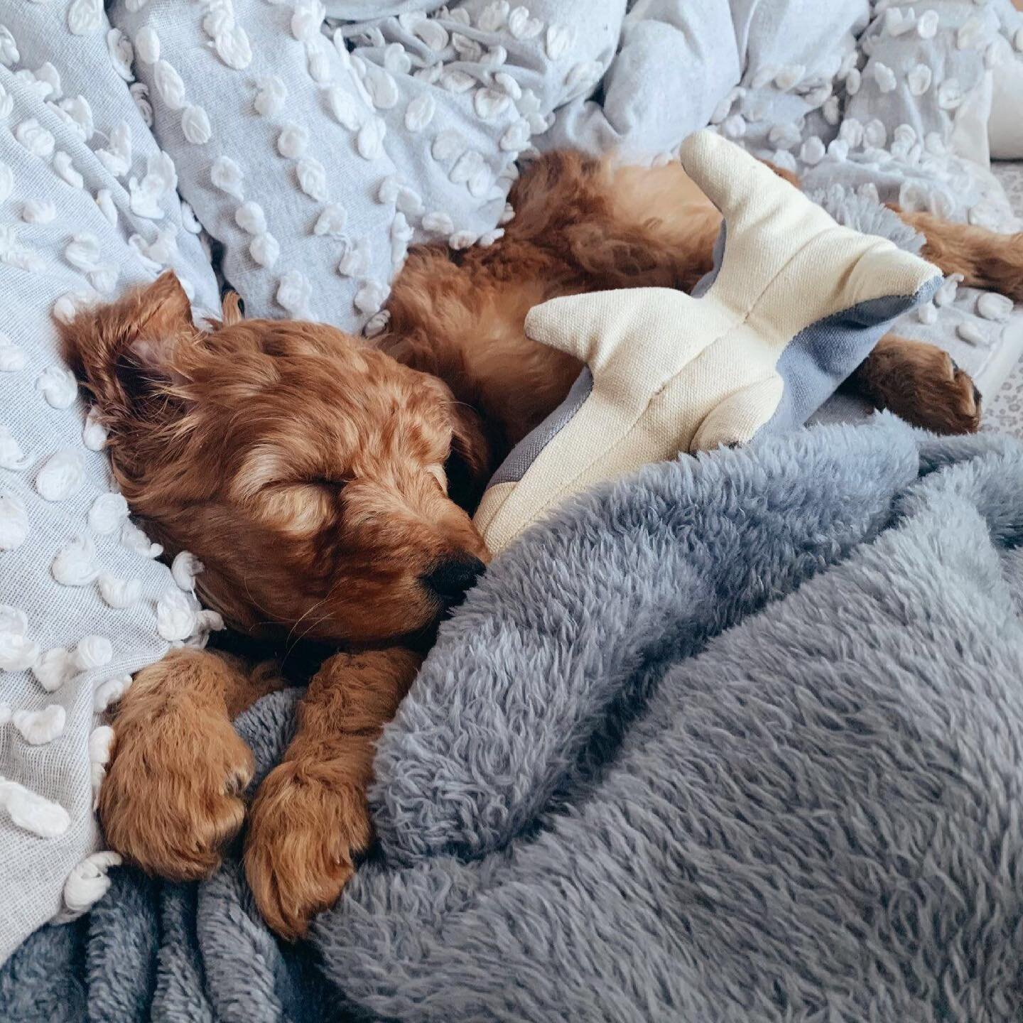 We cannot get over how cute Penny is all snuggled up in her new home! If you are looking for a snuggle buddy as cute as her, check out our website and all of our available puppies! ⠀
.⠀
.⠀
.⠀
.⠀
#dogsofinstagram #puppy #doodle #doodlesofinstagram #go