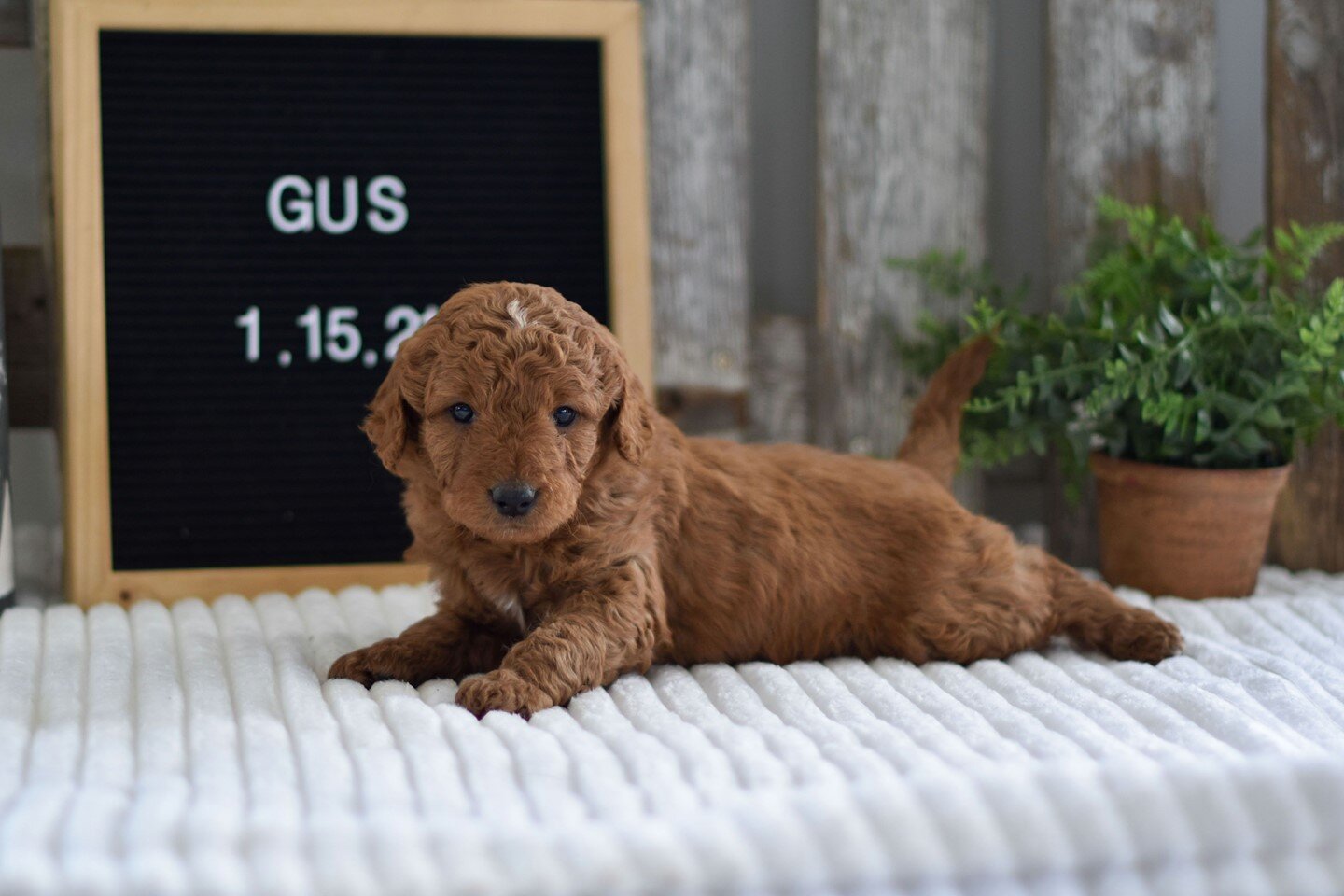 If you don't want to wait for Emma's puppies to be old enough for adoption, we have a few mini goldendoodles, like Gus, available! Click the link in our bio and submit an application today!⠀
.⠀
.⠀
.⠀
.⠀
.⠀
#dogsofinstagram #puppy #doodle #doodlesofin