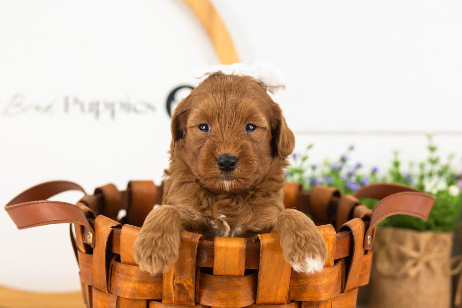 Verity goldendoodle for sale.jpg