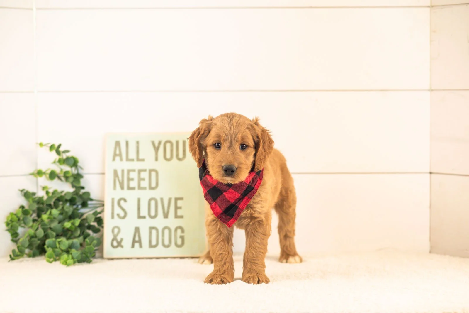 Owen goldendoodle for sale(2).jpg