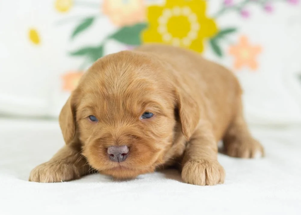 donut goldendoodle for sale(3).jpg