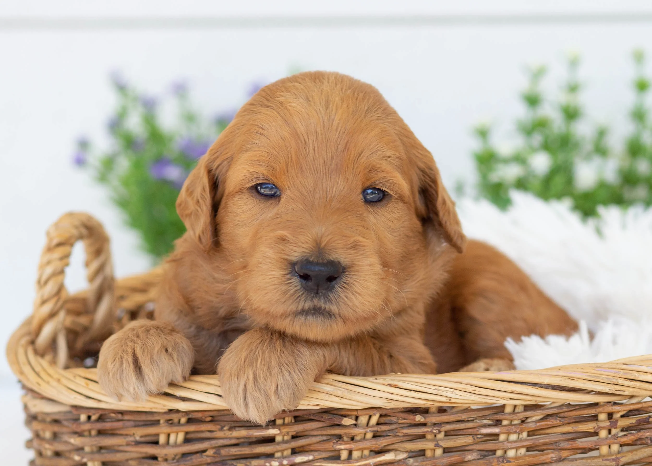 Wilma goldendoodle for sale6.jpg