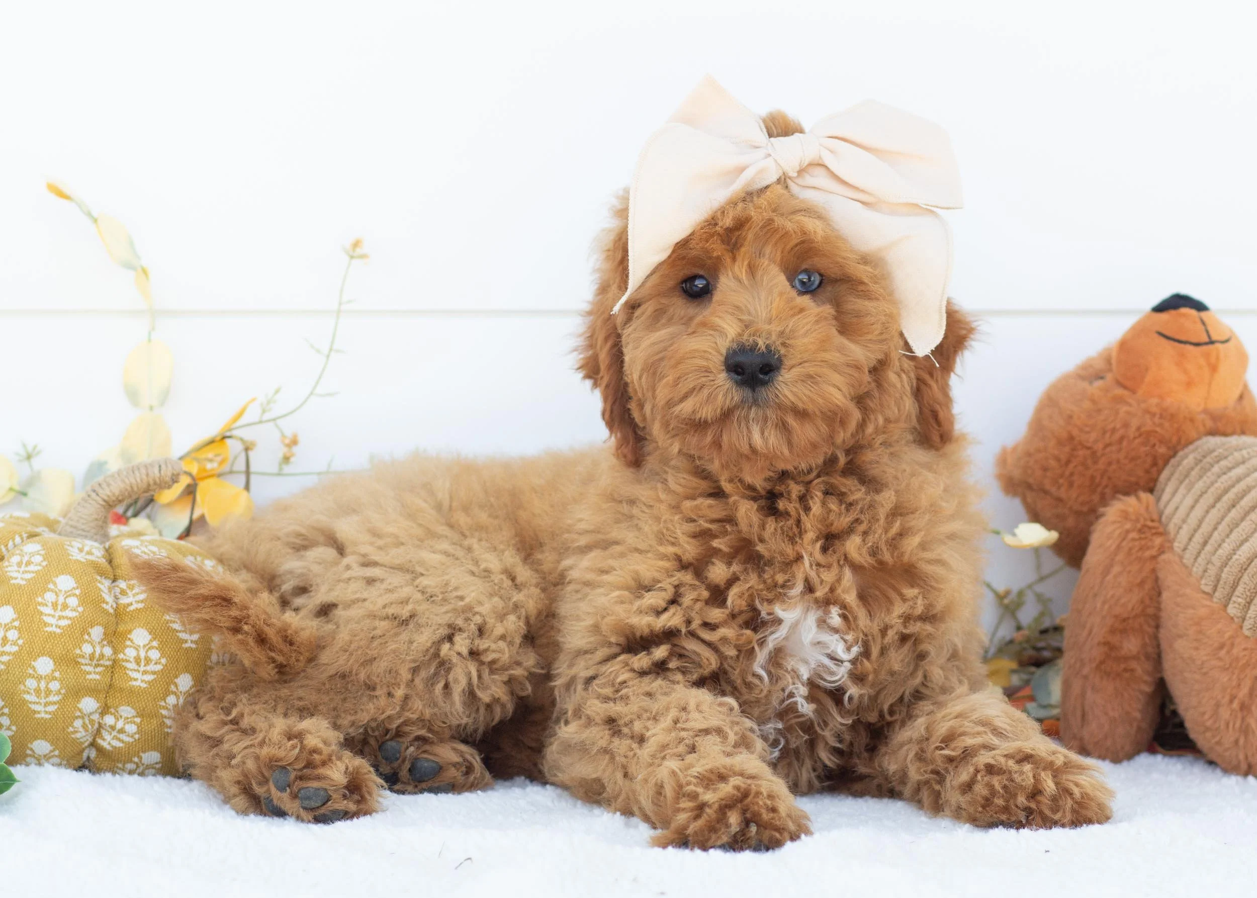 Cove goldendoodle for sale(1).jpg