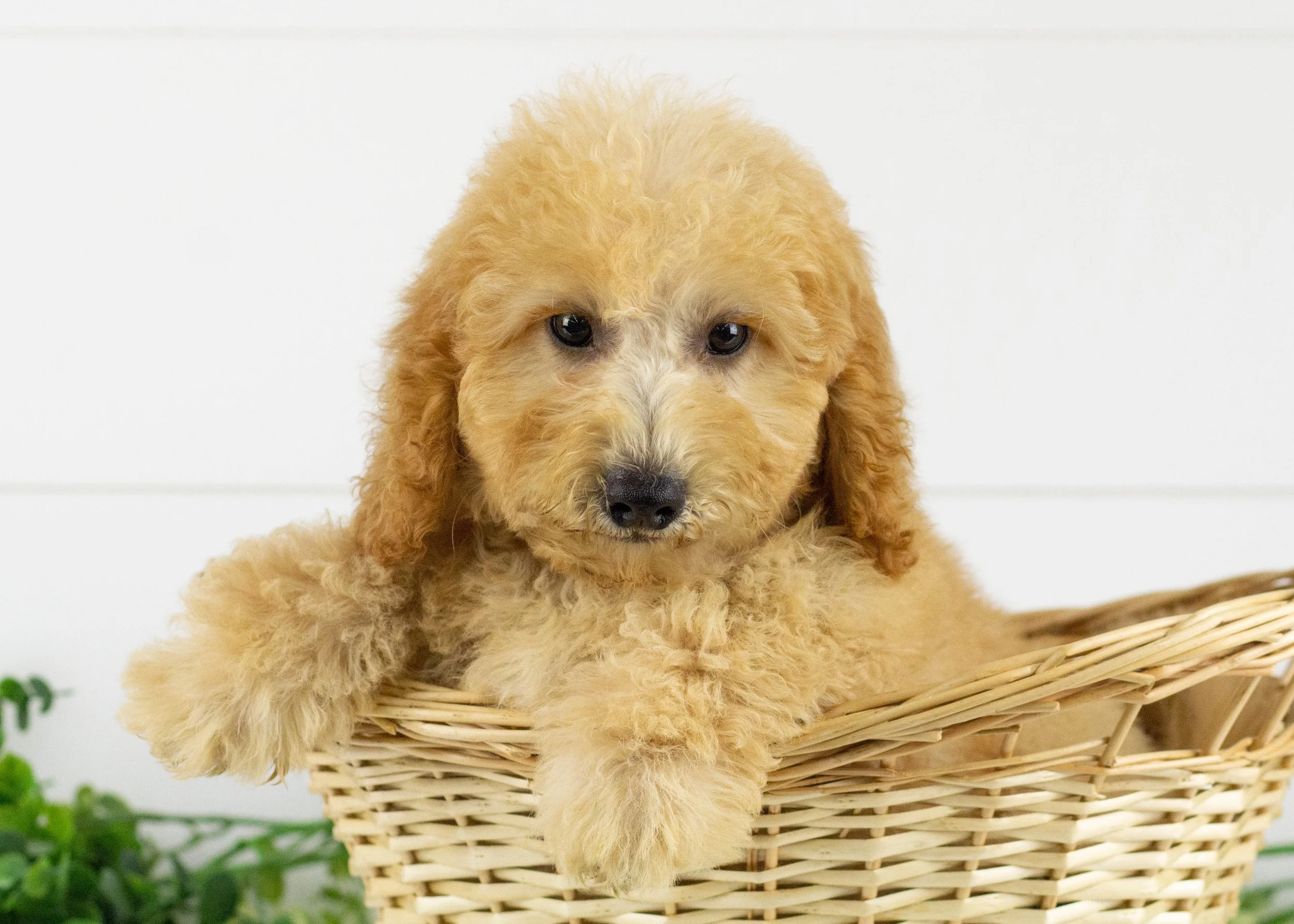 Golden Doodle French Bulldog And Poodle Mix For Sale Froodle