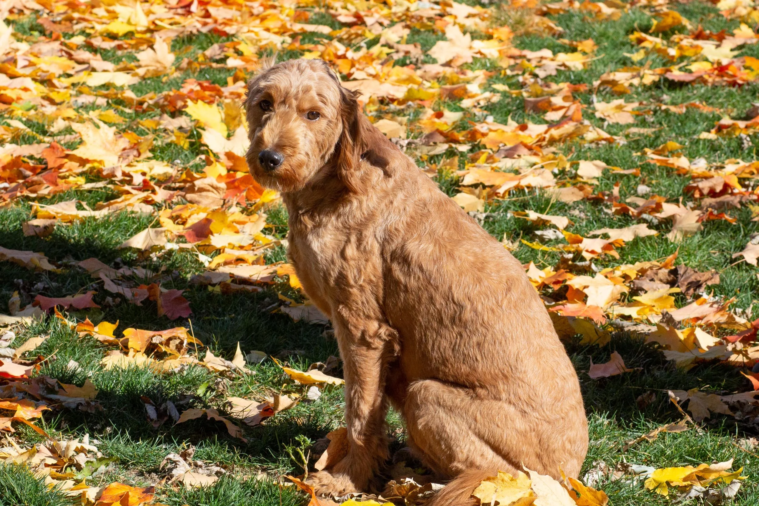mom golden