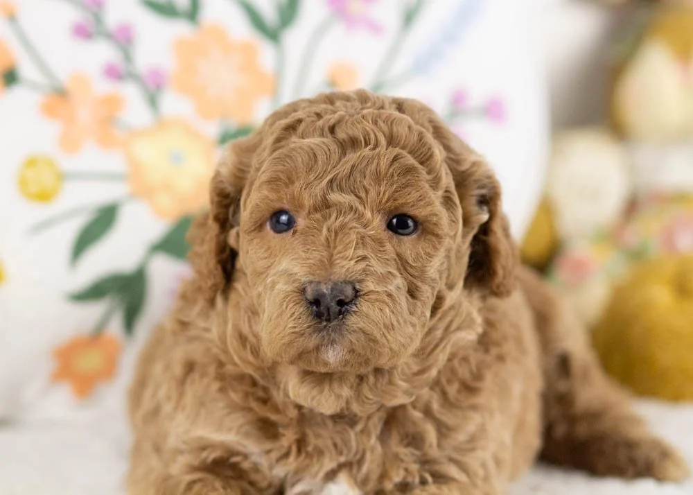 jasmine goldendoodle for sale(2).jpg